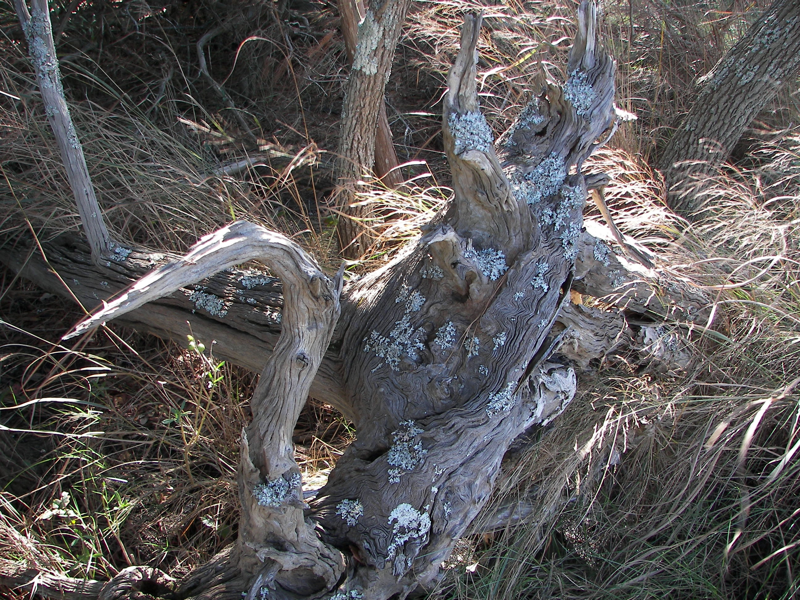 ./2006/Cedar Point/100_1337.JPG